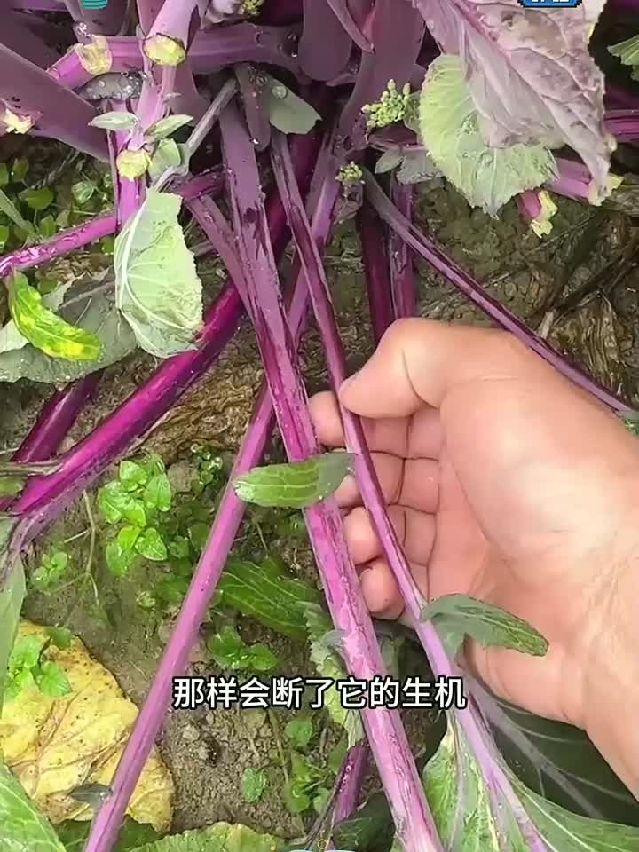 憋红菜心小技巧