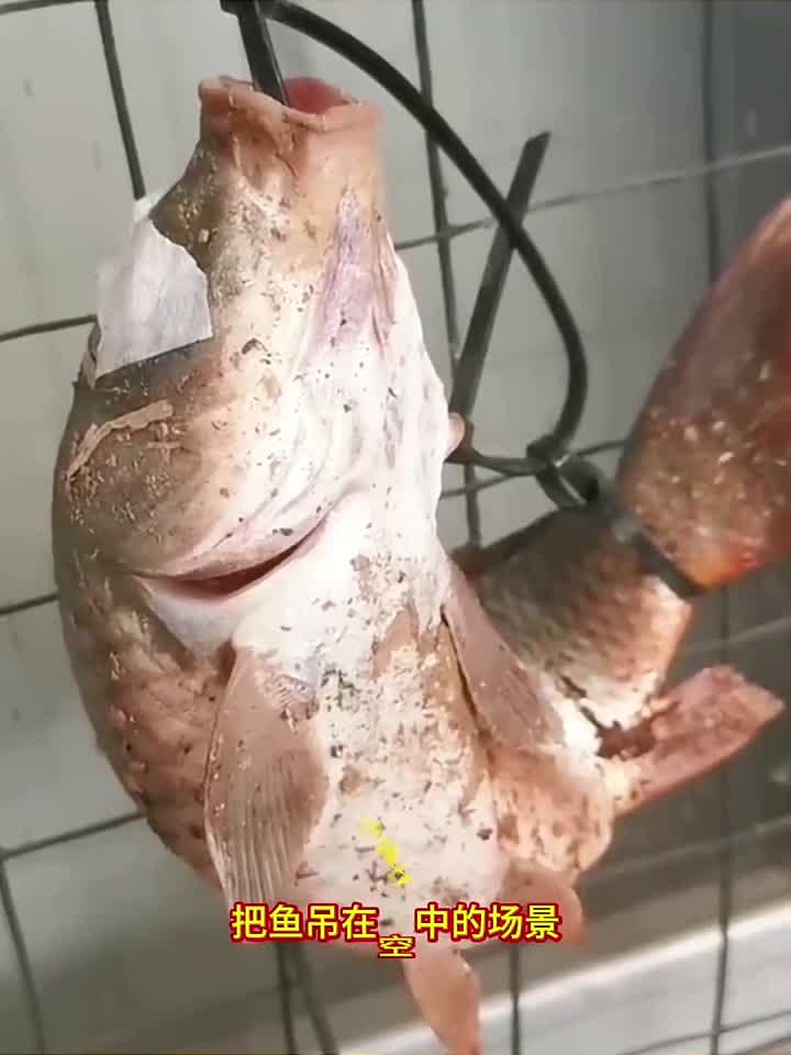 鱼存活的方法,还是第一次见到