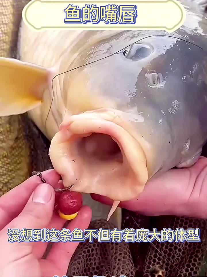 鱼的嘴唇,简直太厚了