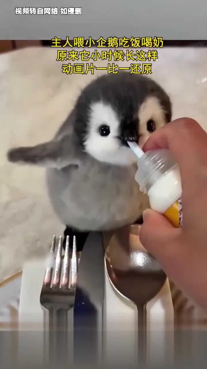 主人喂小企鹅吃饭喝奶,原来它小时候长这样,动画片一比一还原
