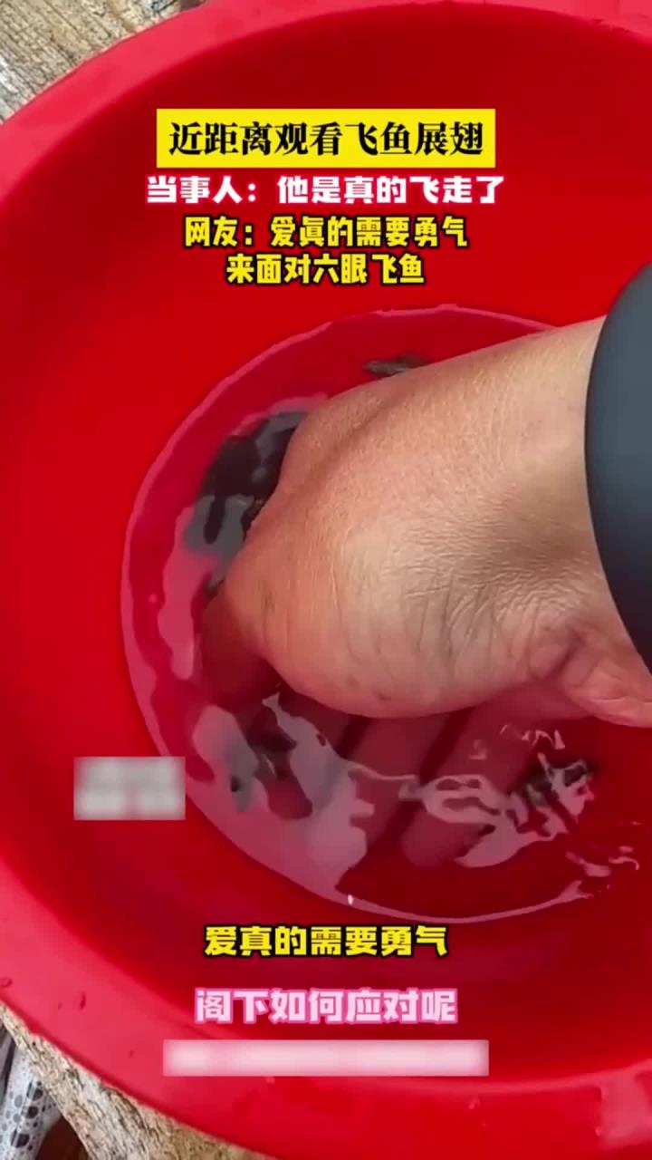六眼飞鱼出逃瞬间，原来现实里真的有会飞的鱼！