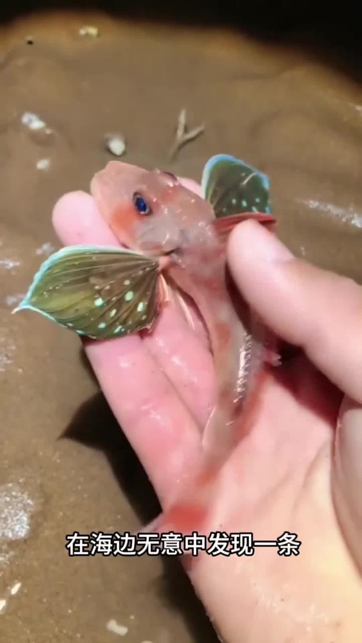 小伙赶海捡到一条奇特的鱼,竟然长了一对翅膀,这是什么品种