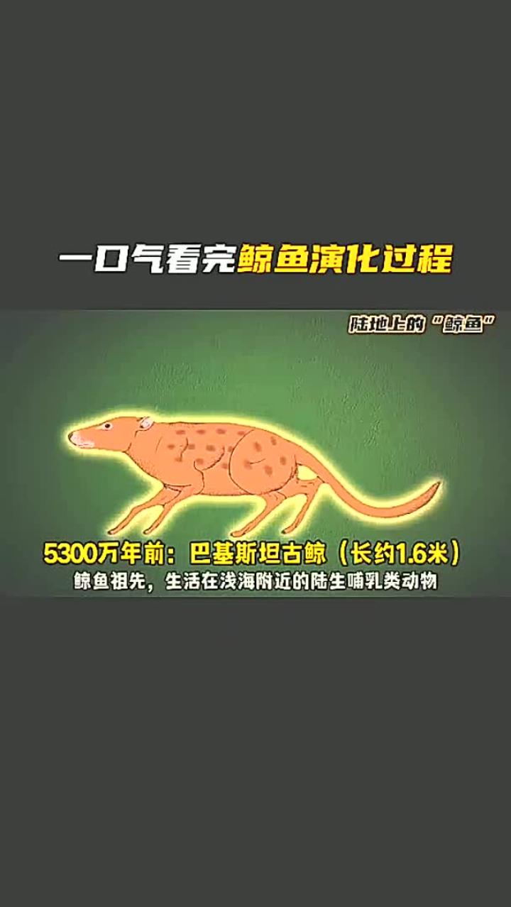 一口气看完鲸鱼演化的全过程,原来鲸鱼的最原始的祖先是“狗”