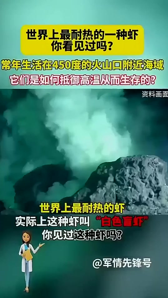 世界上最耐热的虾,常年生活在450度左右的火山口附近海域