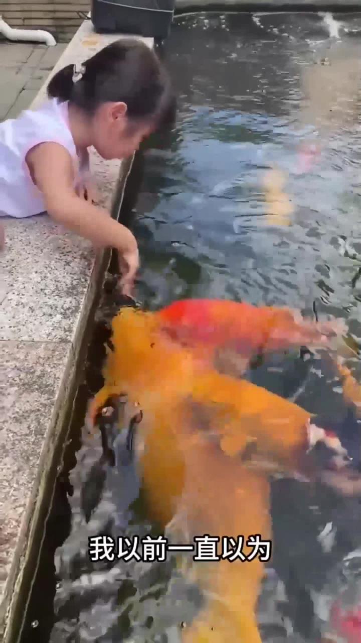 女孩给大鲤鱼喂吃的，没想到它长得跟猪一样肥