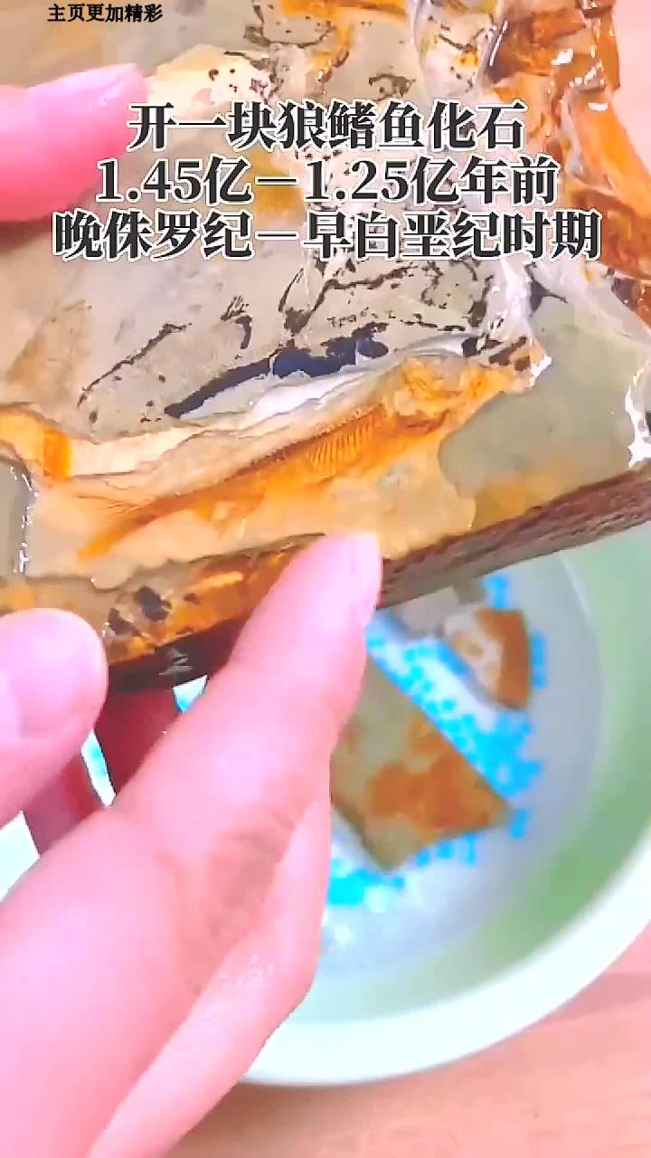 买了几块狼鳍鱼化石原石,撬开有惊喜