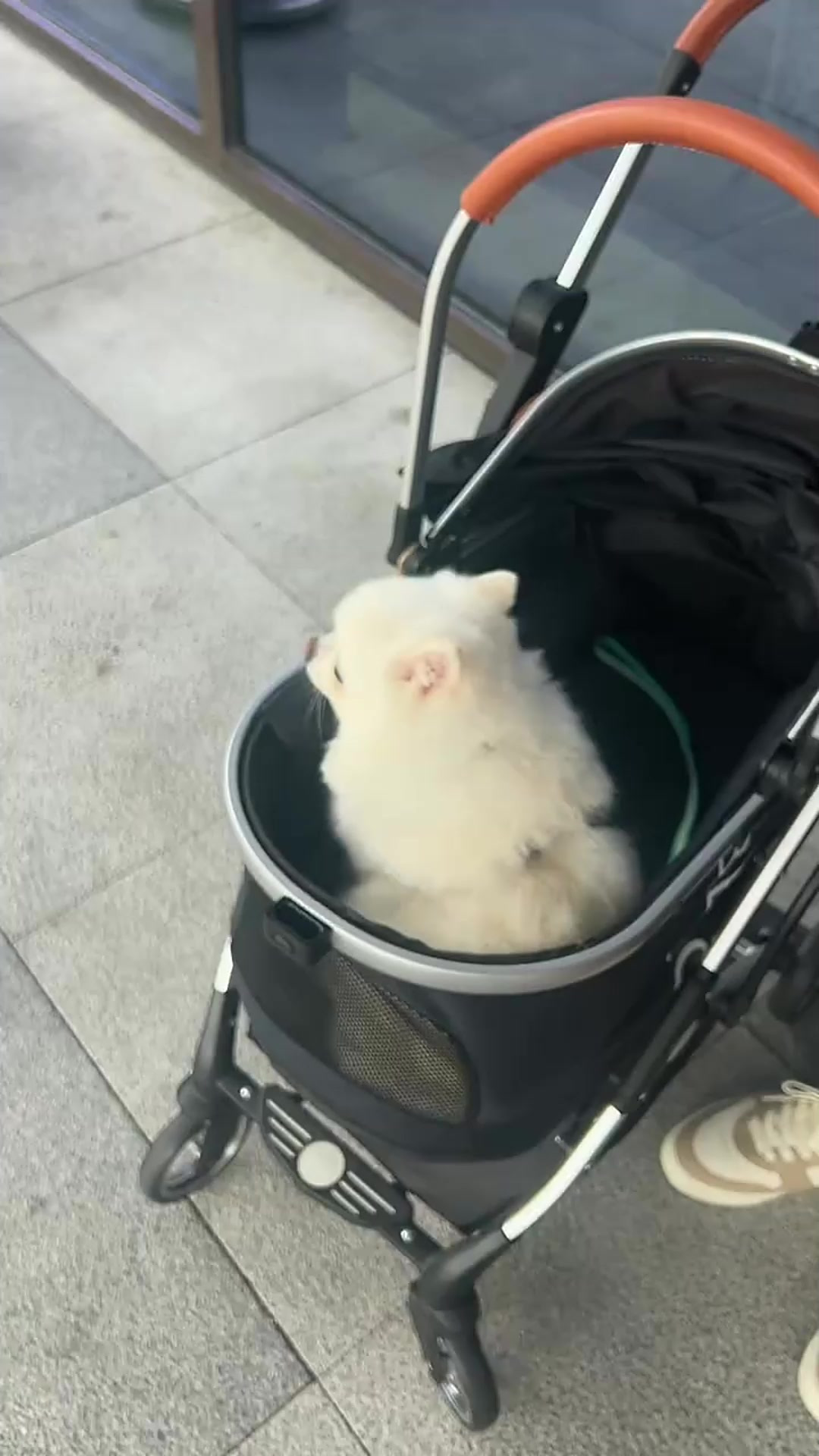 第一次住酒店,居然收到小狗早餐券