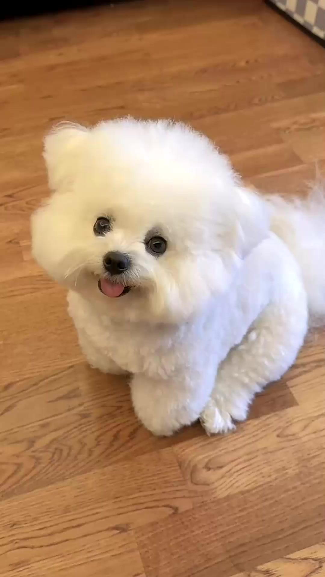 快看真狗版线条小狗来啦