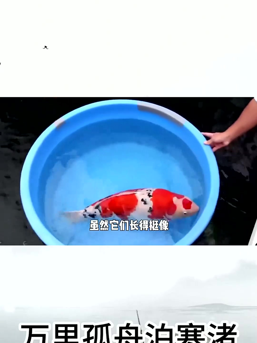 锦鲤和金鱼有啥不同?如何区分它们俩?