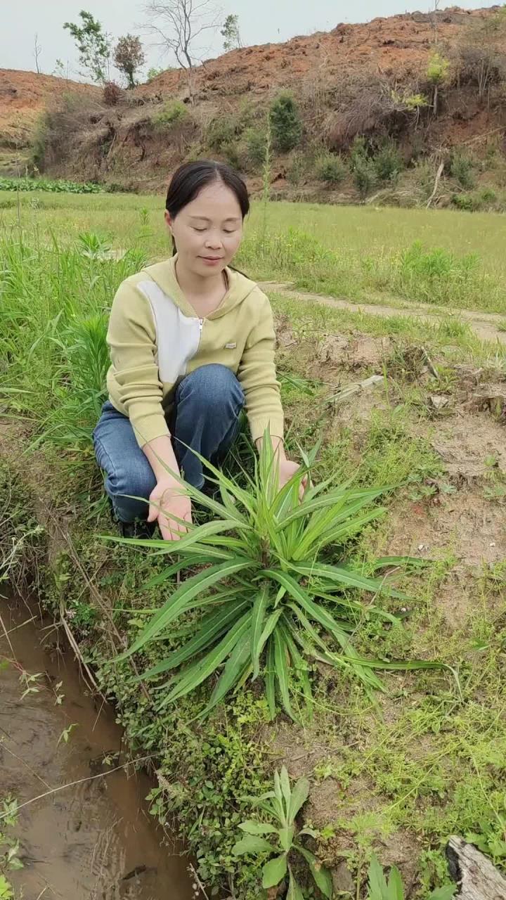 苣荬菜又叫穷人菜,被称为餐桌上的“硬核野菜”,你有吃过吗?