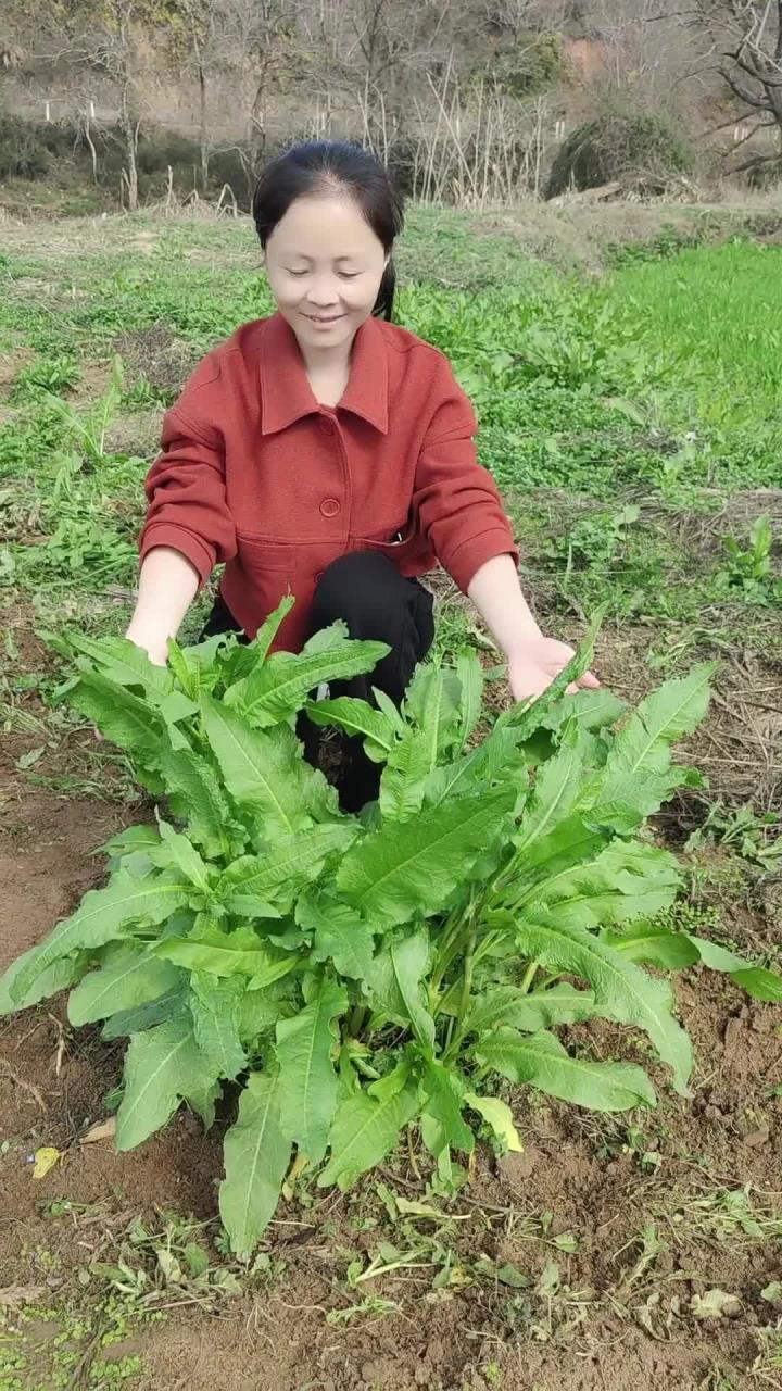 这株古人用金子都不换的野菜,它叫野菠菜,又称土大黄