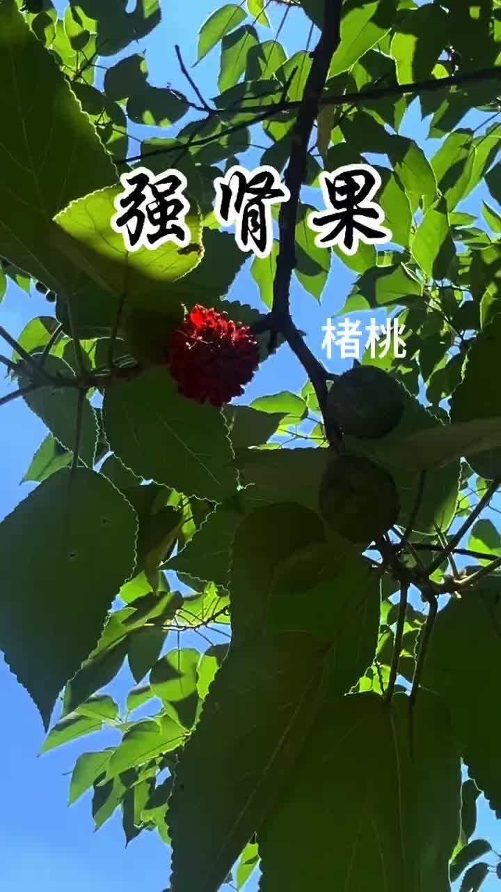 强肾果 又是楮桃成熟时,你心动了吗