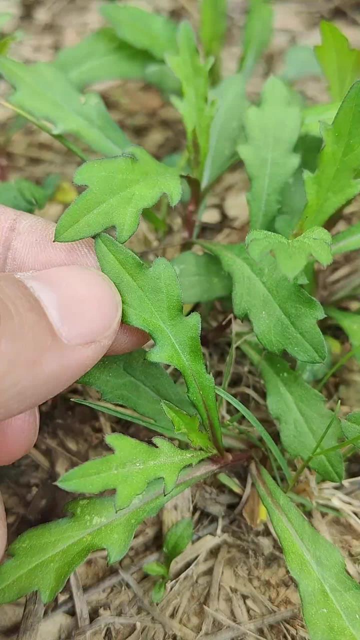 马兰头又叫泥鳅菜，号称野菜中的王者