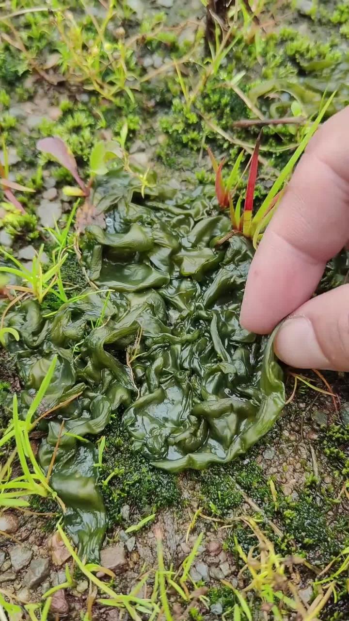 雷公菌又名地皮菜、地木耳,在雷雨交加的天气才会生上的藻类,你了解它吗?