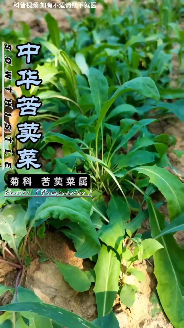 曾经它是最好的野菜，如今沦落为杂草，中华苦荬菜，也叫北败酱草。小知识科普