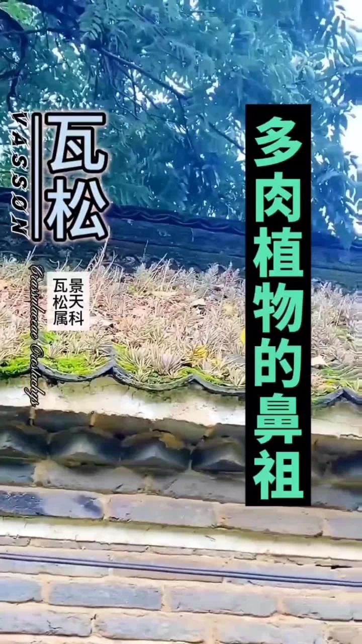 多肉植物的鼻祖