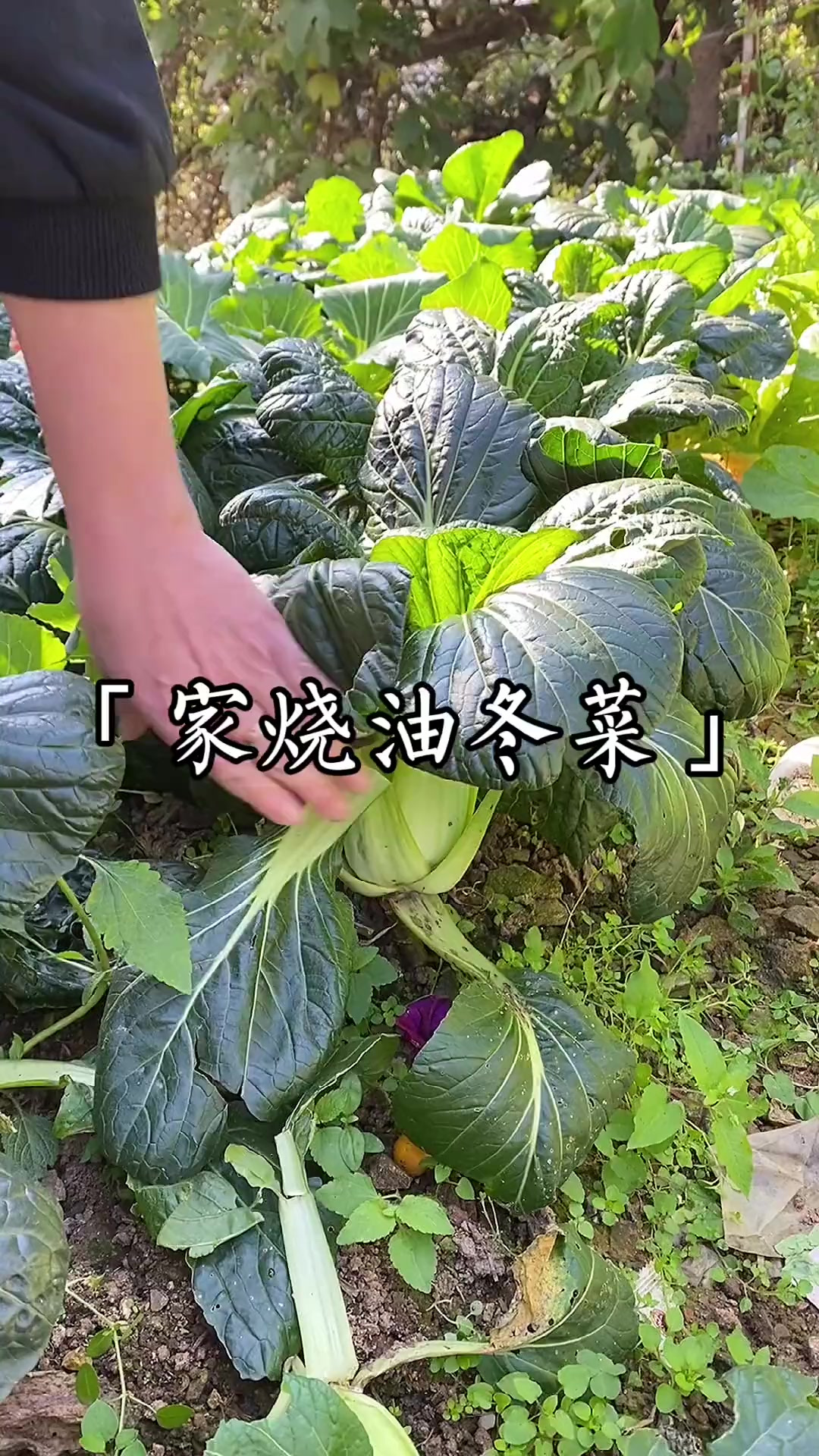 上霜油冬菜,温州蔬菜界的扛把子,在座的各位应该没有意见吧