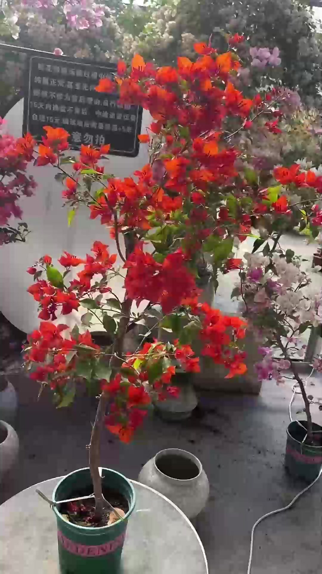 修剪鸭掌木别随意，这样做分枝多株型紧凑