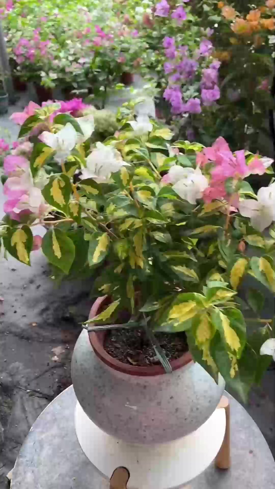 徒长鸭掌木舍得剪几刀，株型更紧凑超轻松，轻松打造好造型