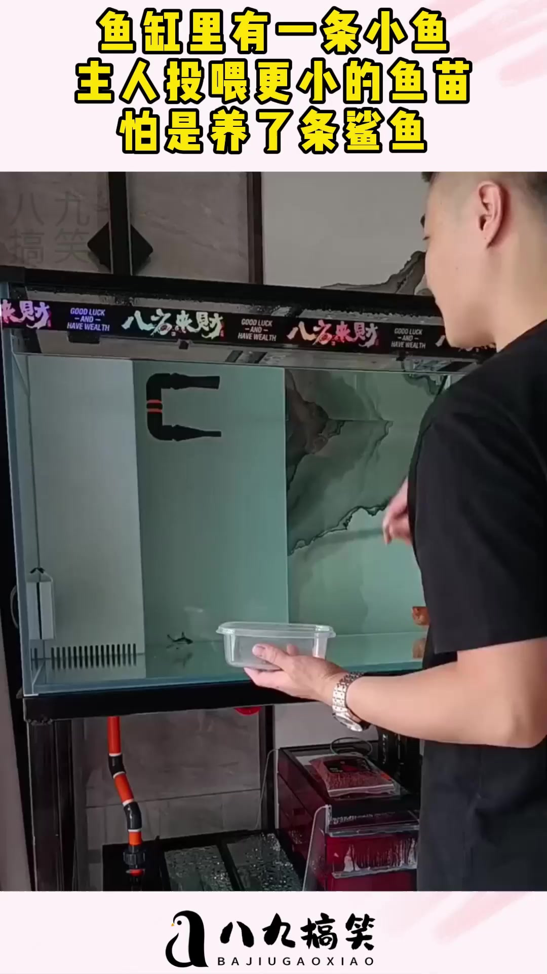鱼缸里有一条小鱼,主人投喂更小的鱼苗,怕是养了条鲨鱼!