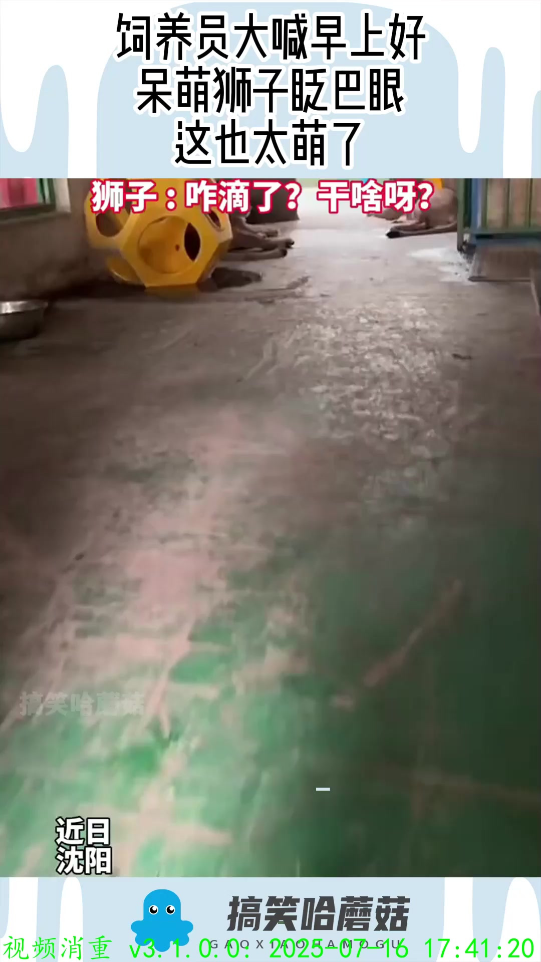 饲养员大喊早上好,呆萌狮子眨巴眼,这也太萌了!