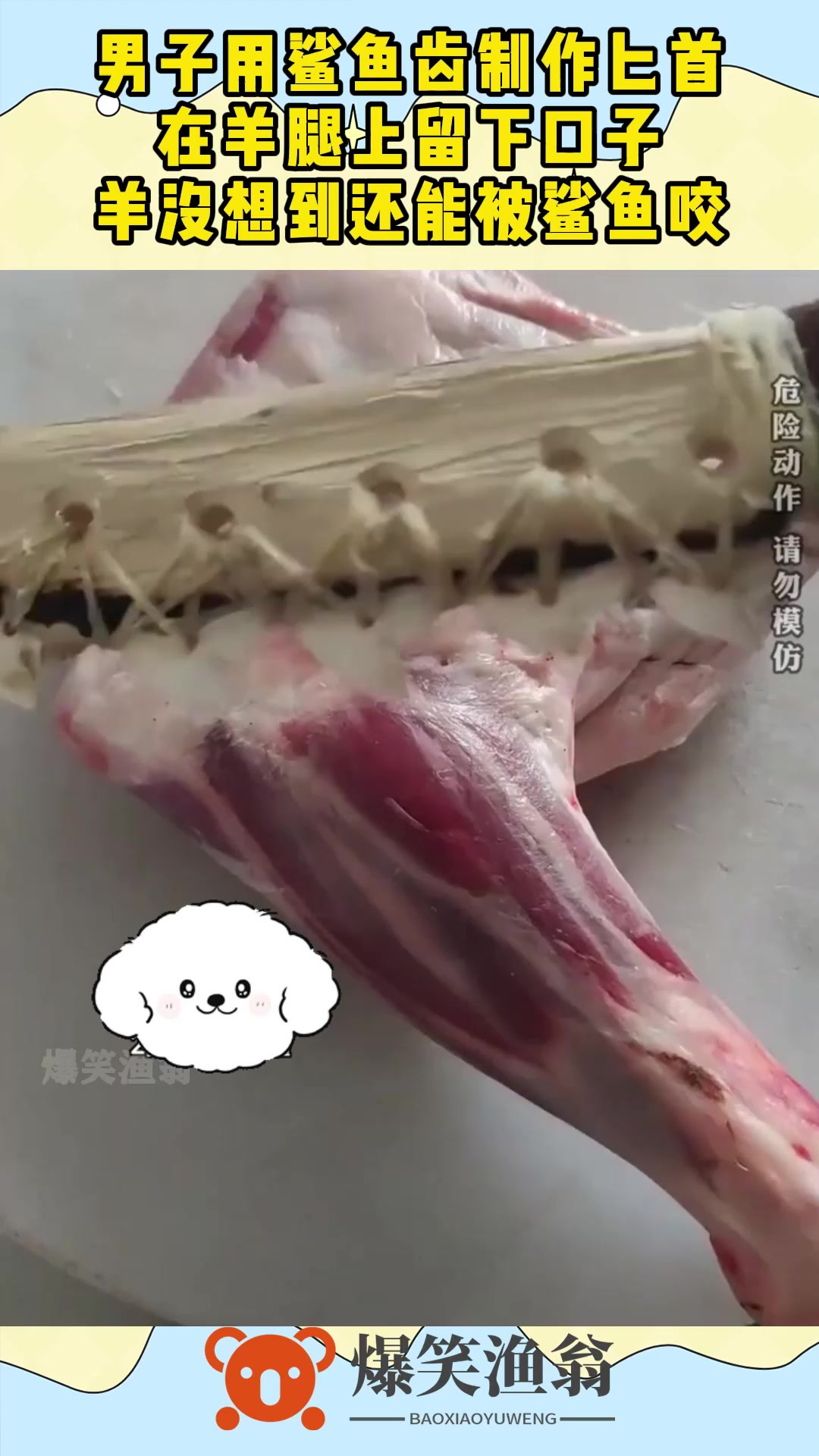 男子用鲨鱼齿制作匕首,在羊腿上留下口子,羊没想到还能被鲨鱼咬