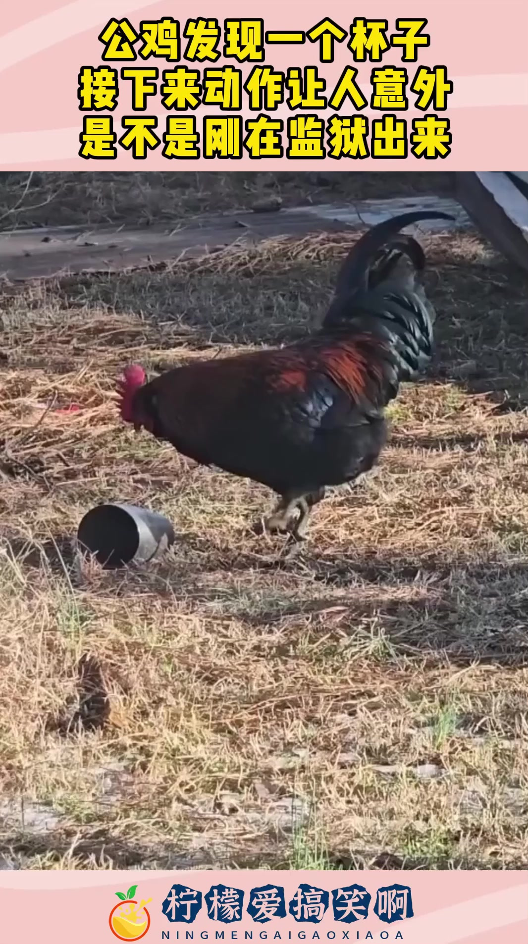 公鸡发现一个杯子,接下来动作让人意外,是不是刚在监狱出来!