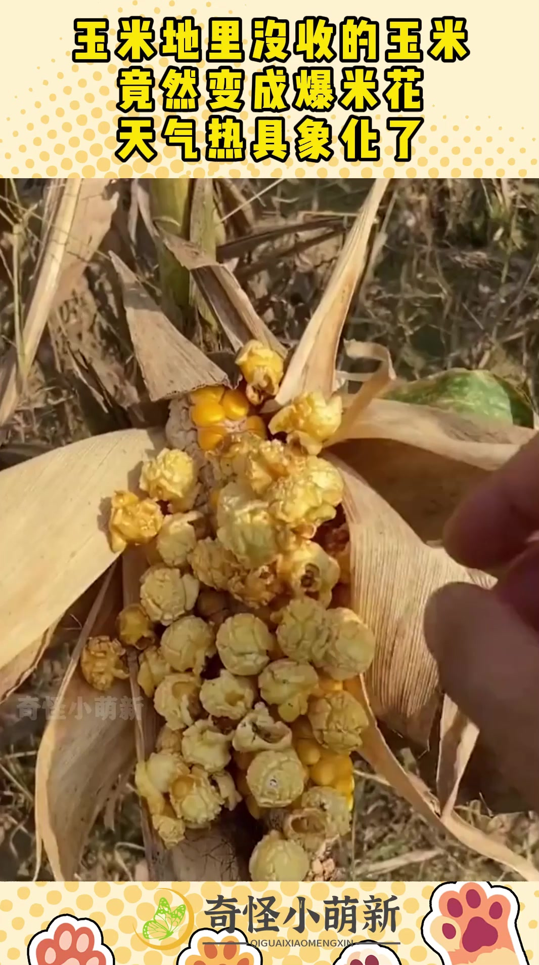 玉米地里没收的玉米,竟然变成爆米花,天气热具象化了!