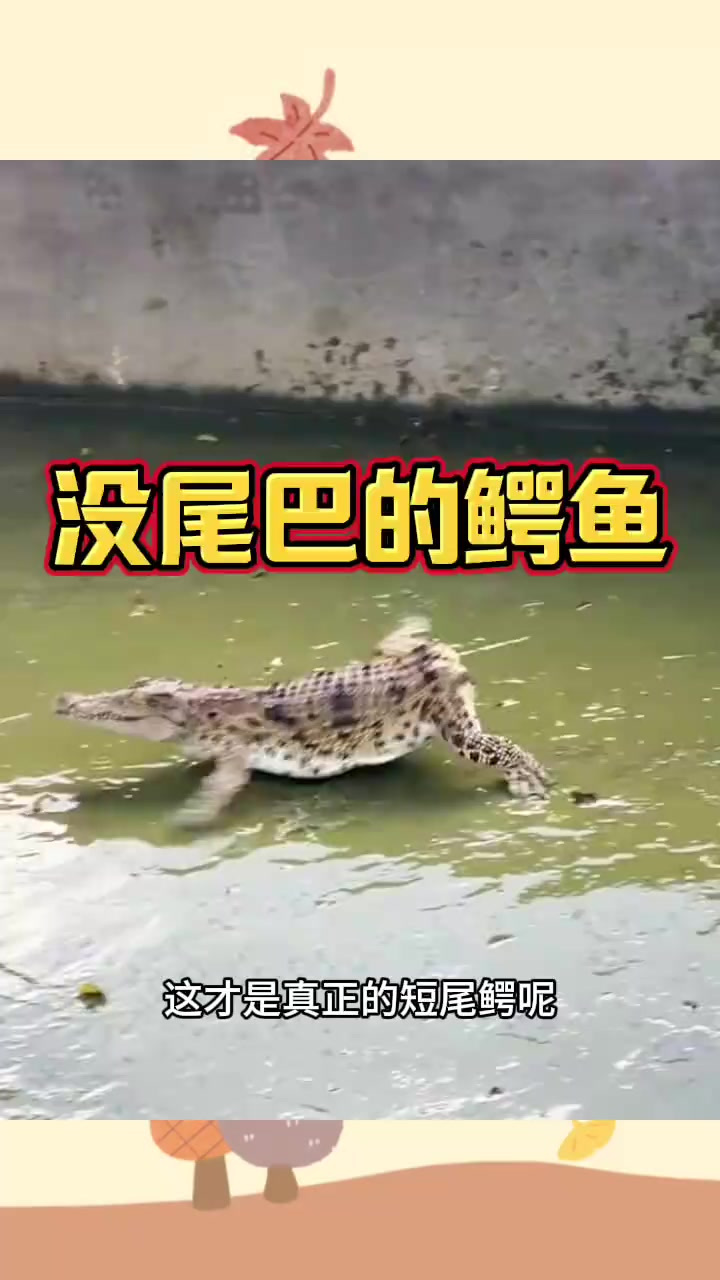 没尾巴的鳄鱼,走路怪怪的
