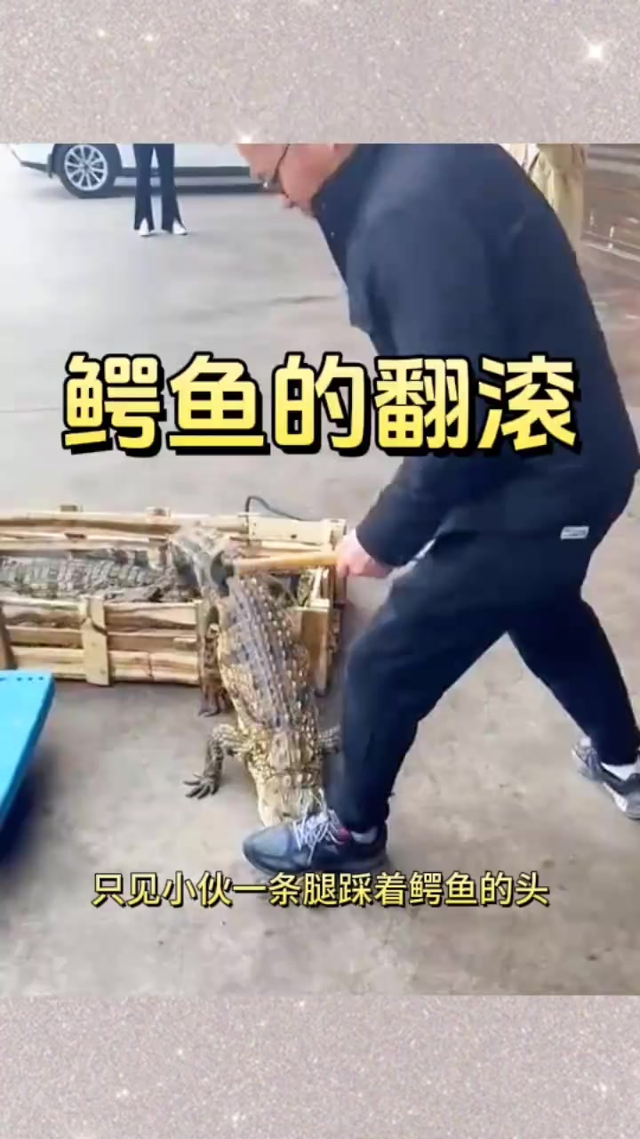 鳄鱼的翻滚,脾气挺暴躁