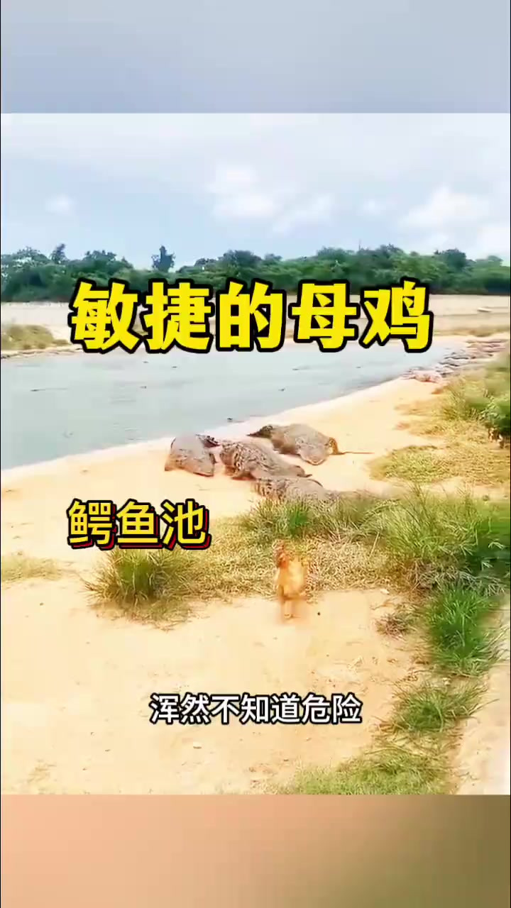 敏捷的母鸡，跑进鳄鱼池