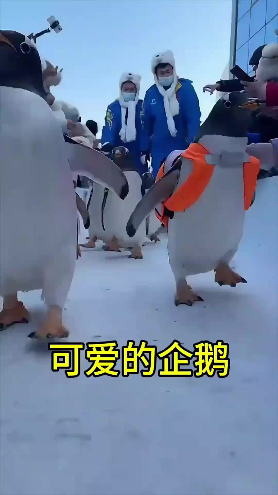 一群可爱的企鹅