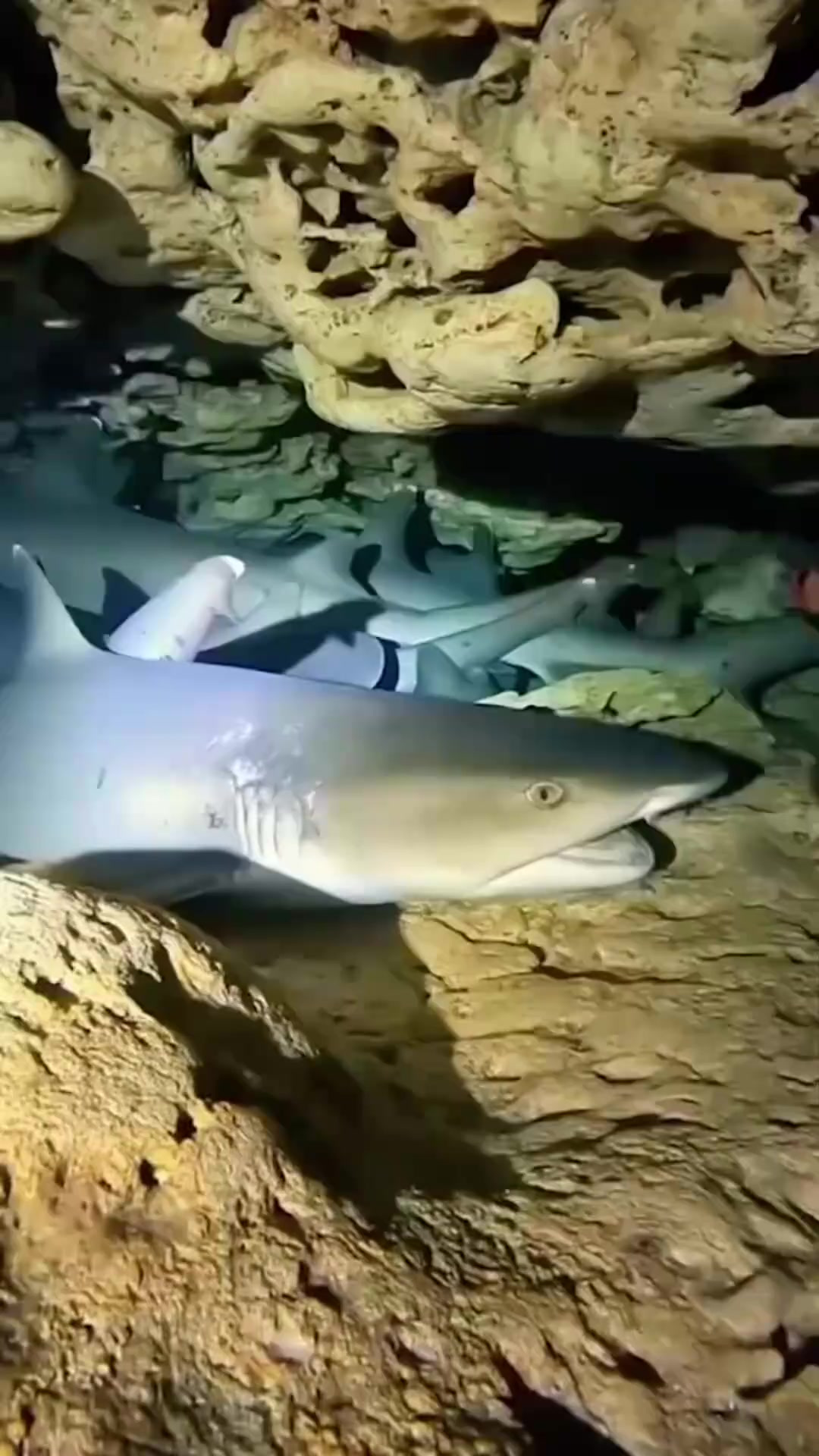 为什么有的鲨鱼会聚集在洞穴里