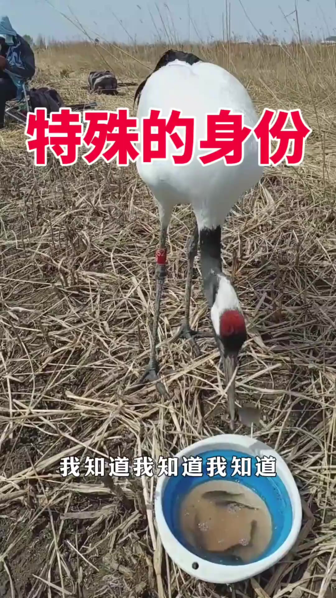 好不容易钓了几条鱼,结果被丹顶鹤全吃了!