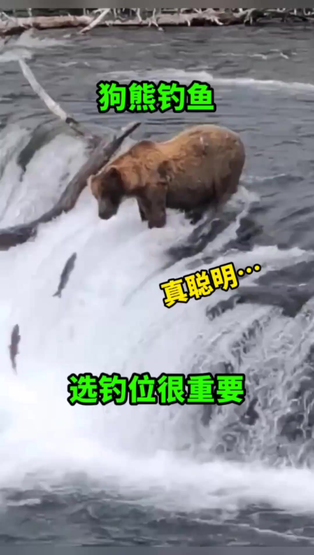 狗熊抓鱼有技巧,选择钓位很重要