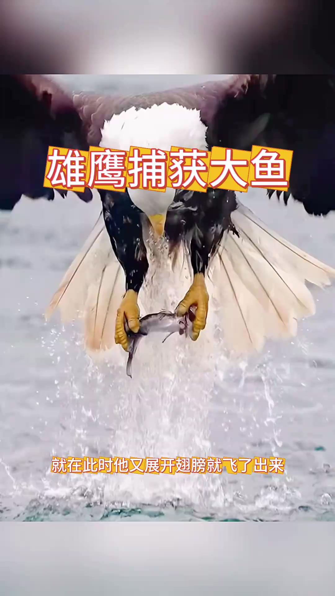雄鹰捕获大鱼,它居然水陆空通吃