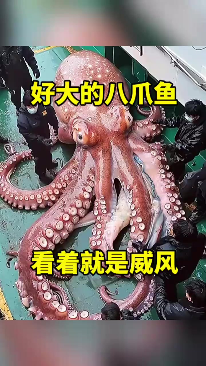 好大的八爪鱼，看着就威风！