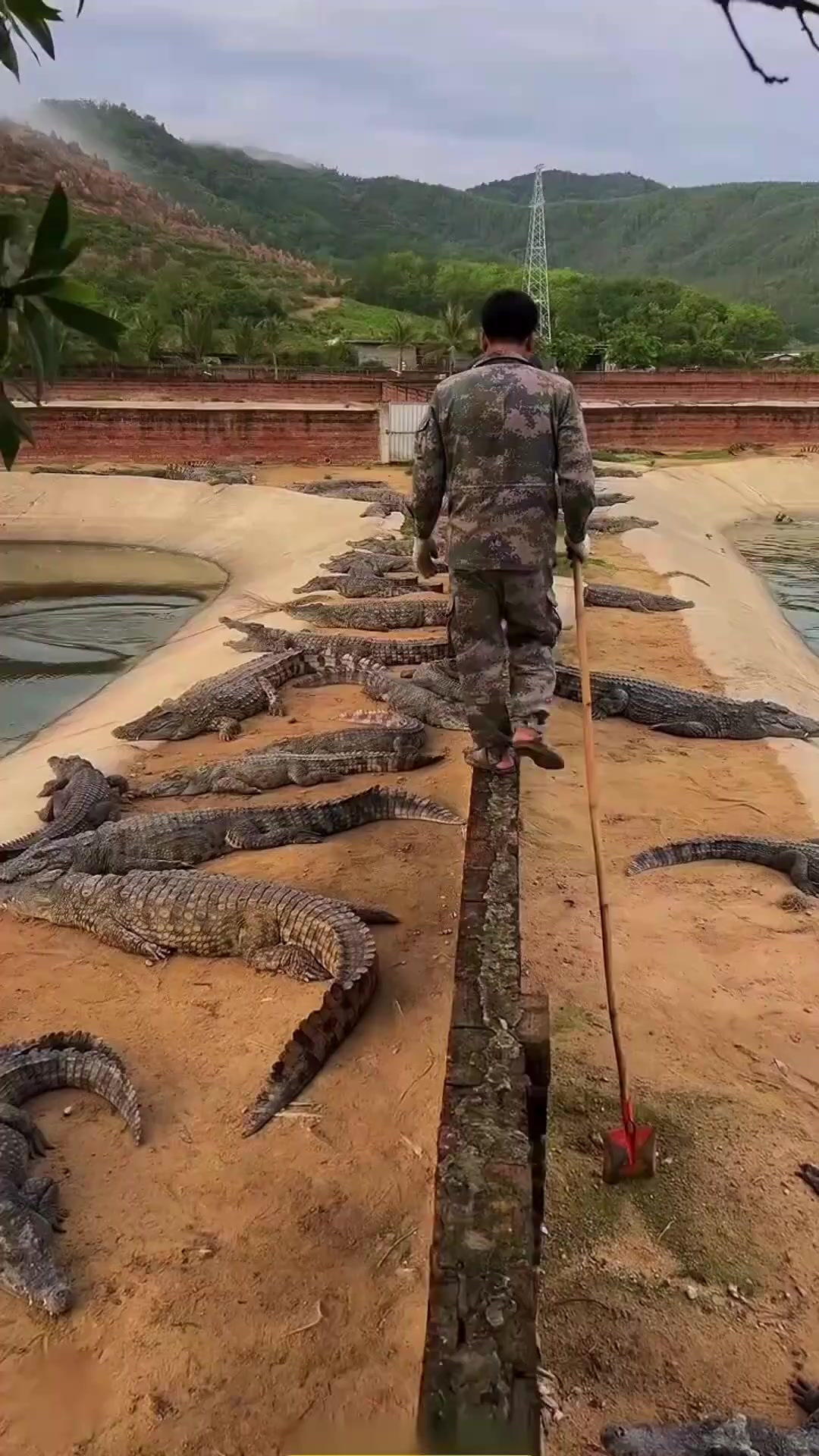 东南亚的鳄鱼养殖场