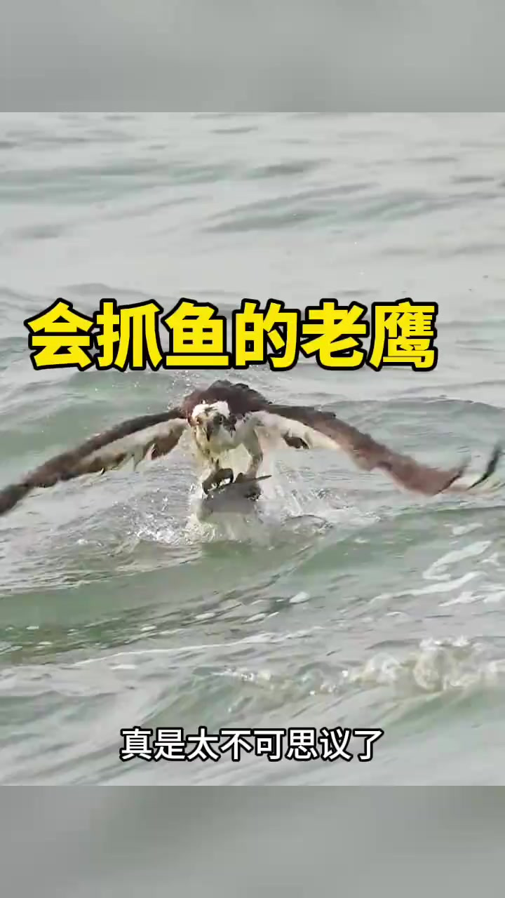 会抓鱼的老鹰，太不可思议了
