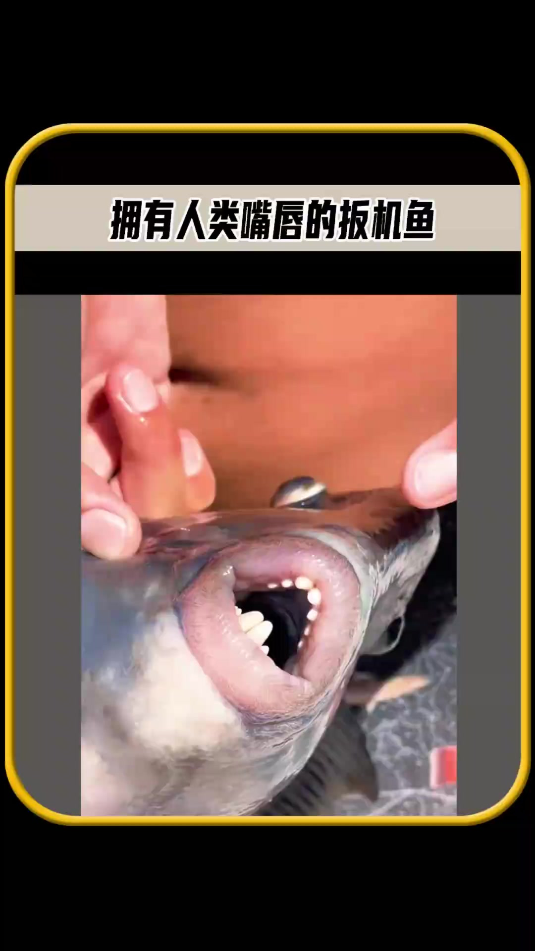 不仅拥有人类牙齿的鱼，而且还有性感的嘴唇，你想试下吗