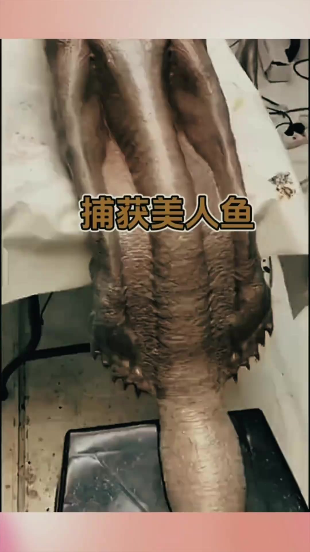 国外大海里捕捉的美人鱼