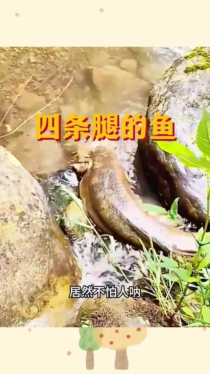 四条腿的鱼，居然不怕人