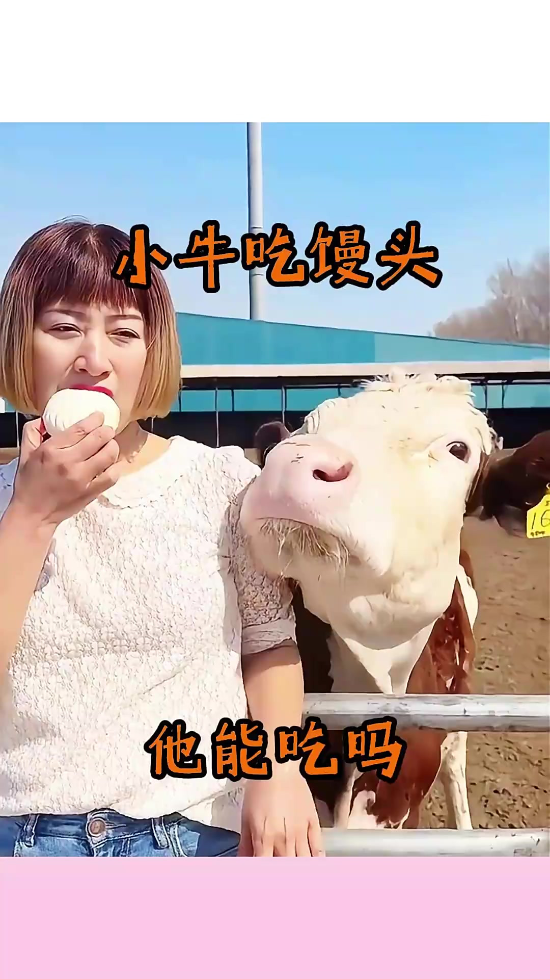 小牛吃馒头,他能吃吗?
