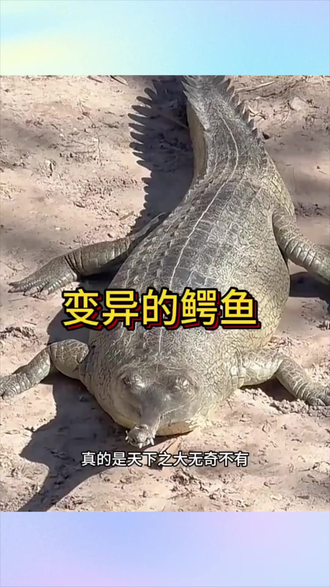 长得很奇怪的变异鳄鱼
