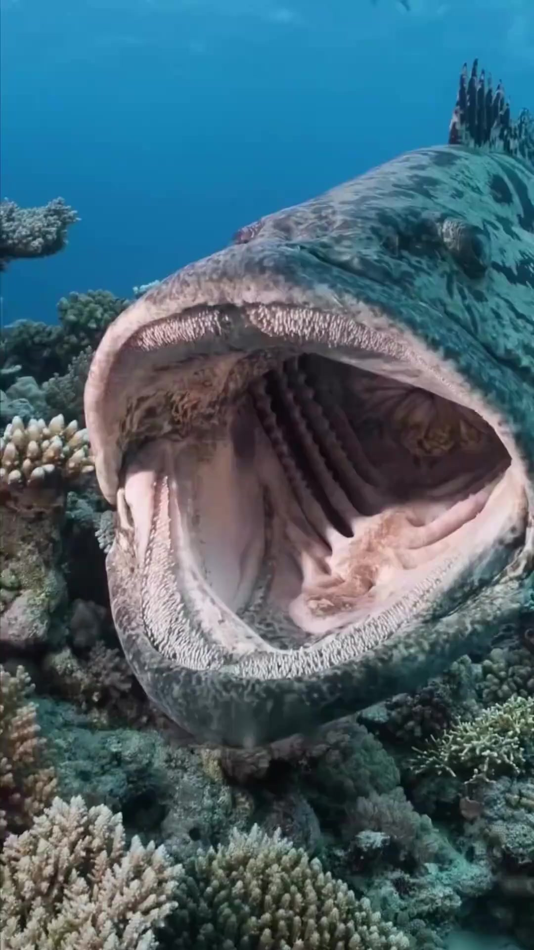 大嘴巴的土豆石斑鱼