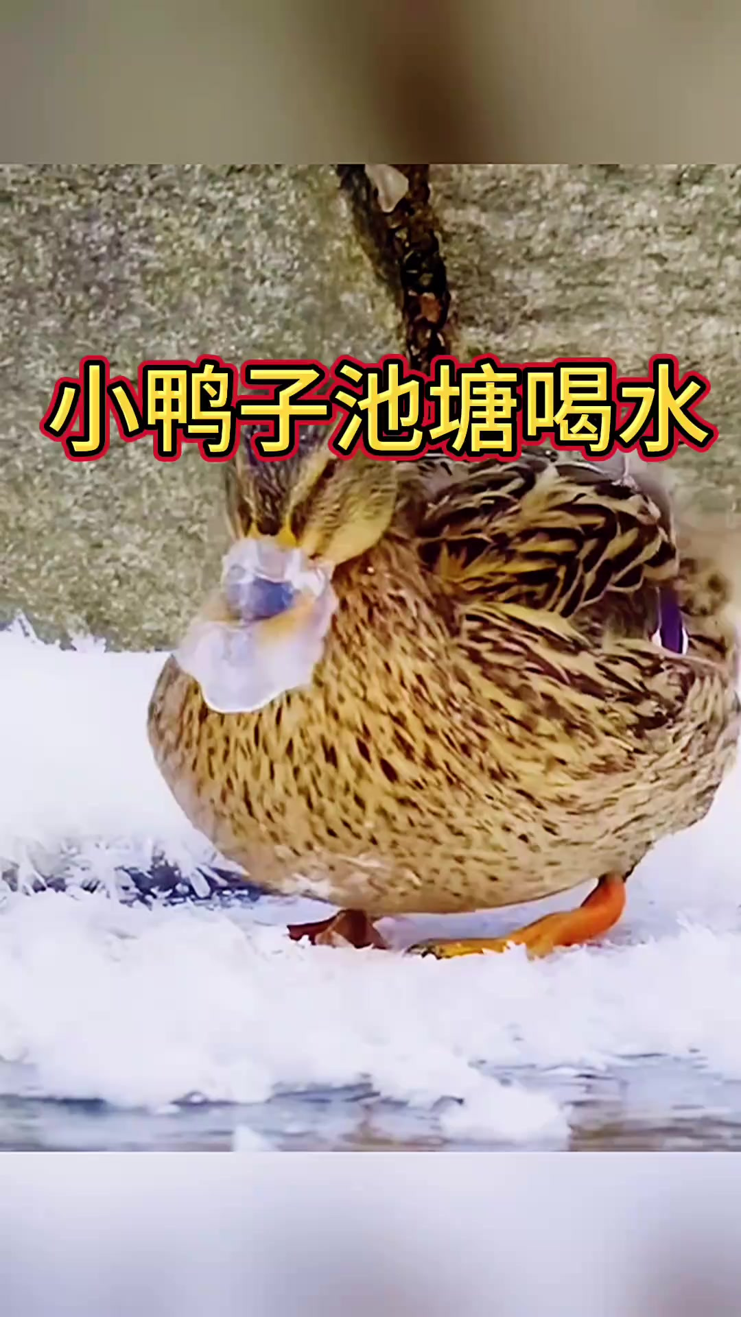 小鸭子池塘喝水,嘴居然被冻住了