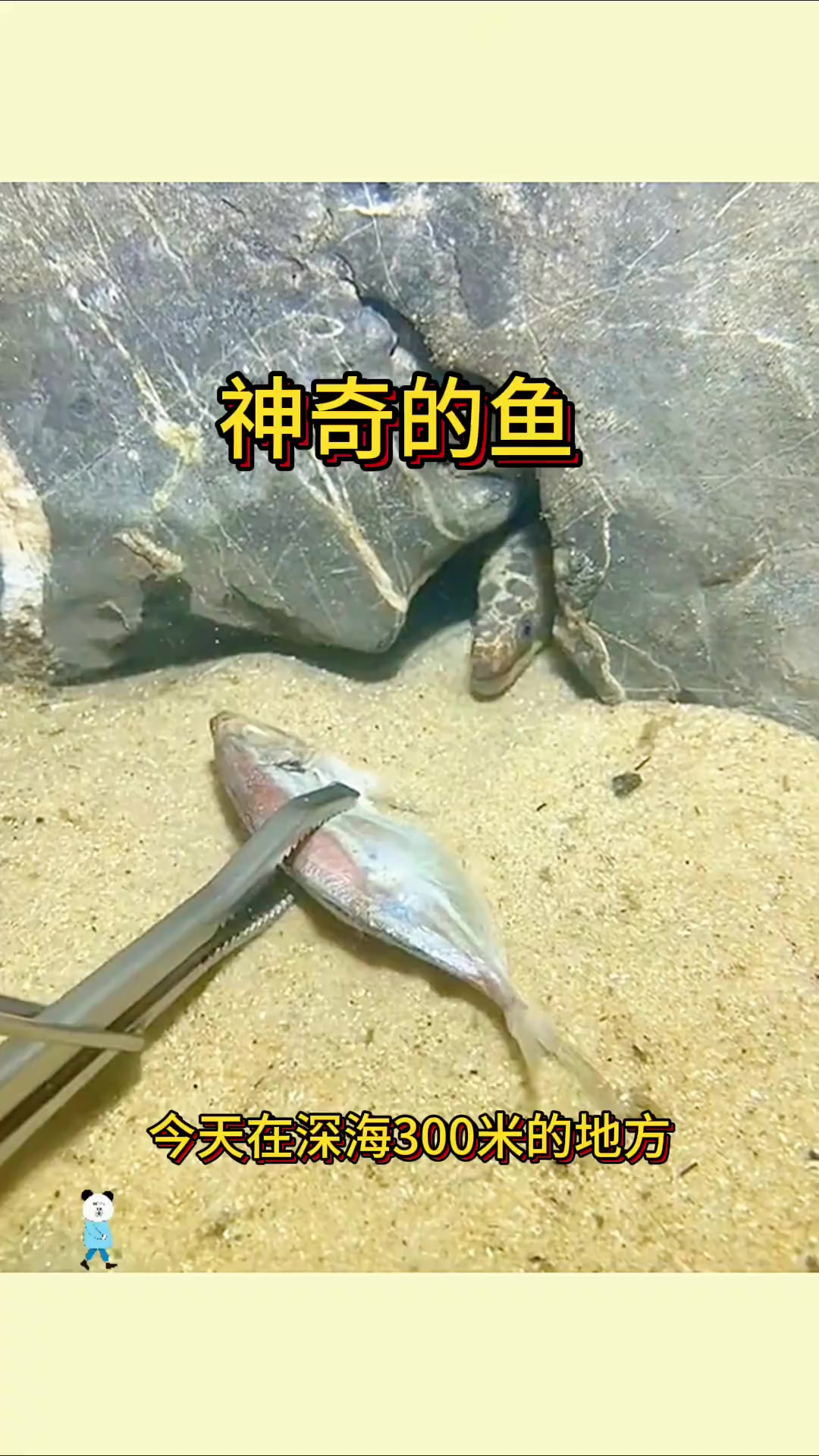 神奇的鱼，身上长满了黑色的斑点