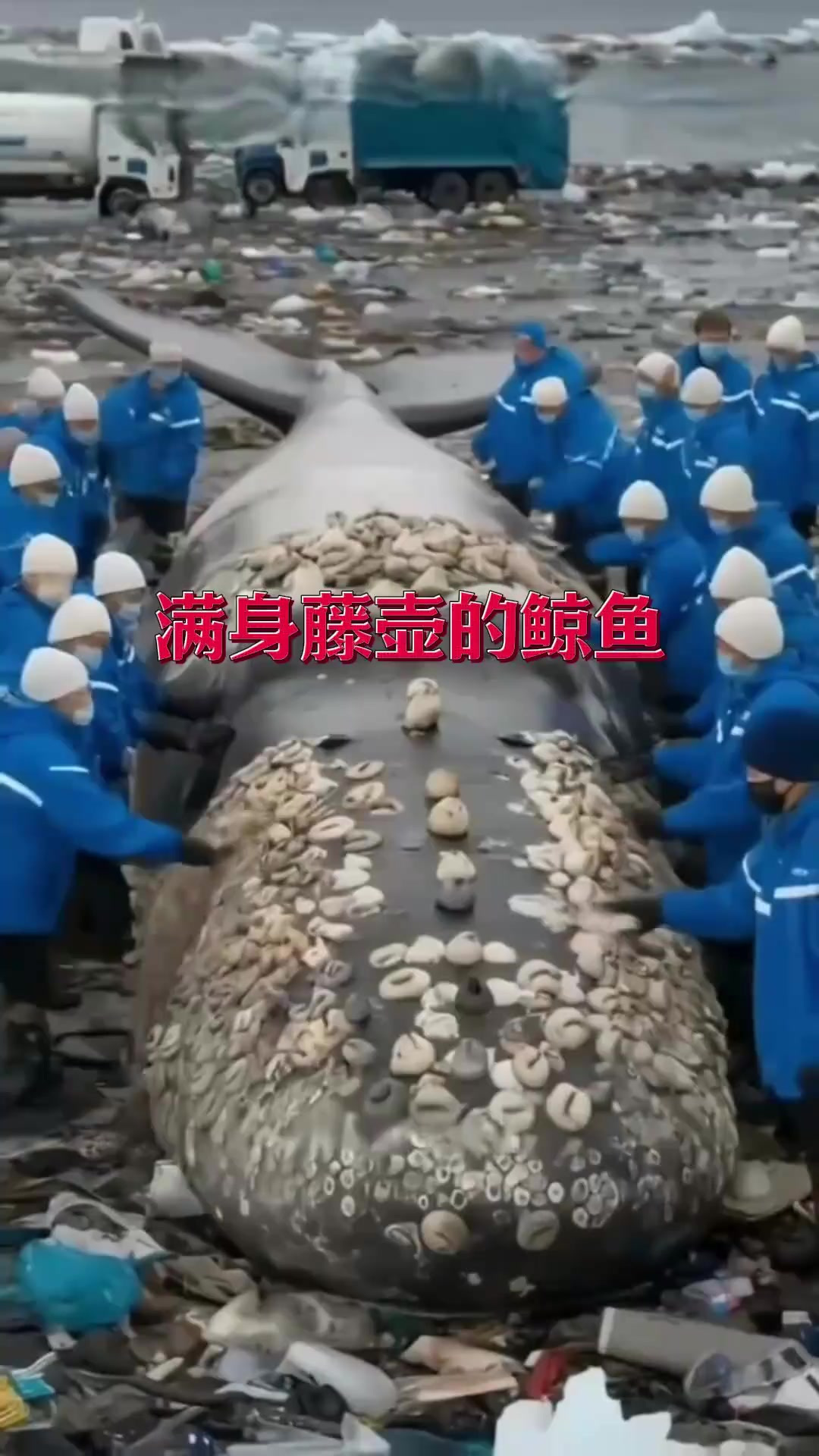 帮鲸鱼清理身上的藤壶