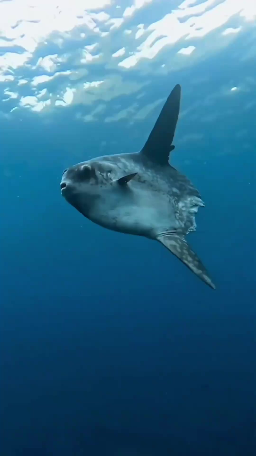 没有尾巴的翻车鱼