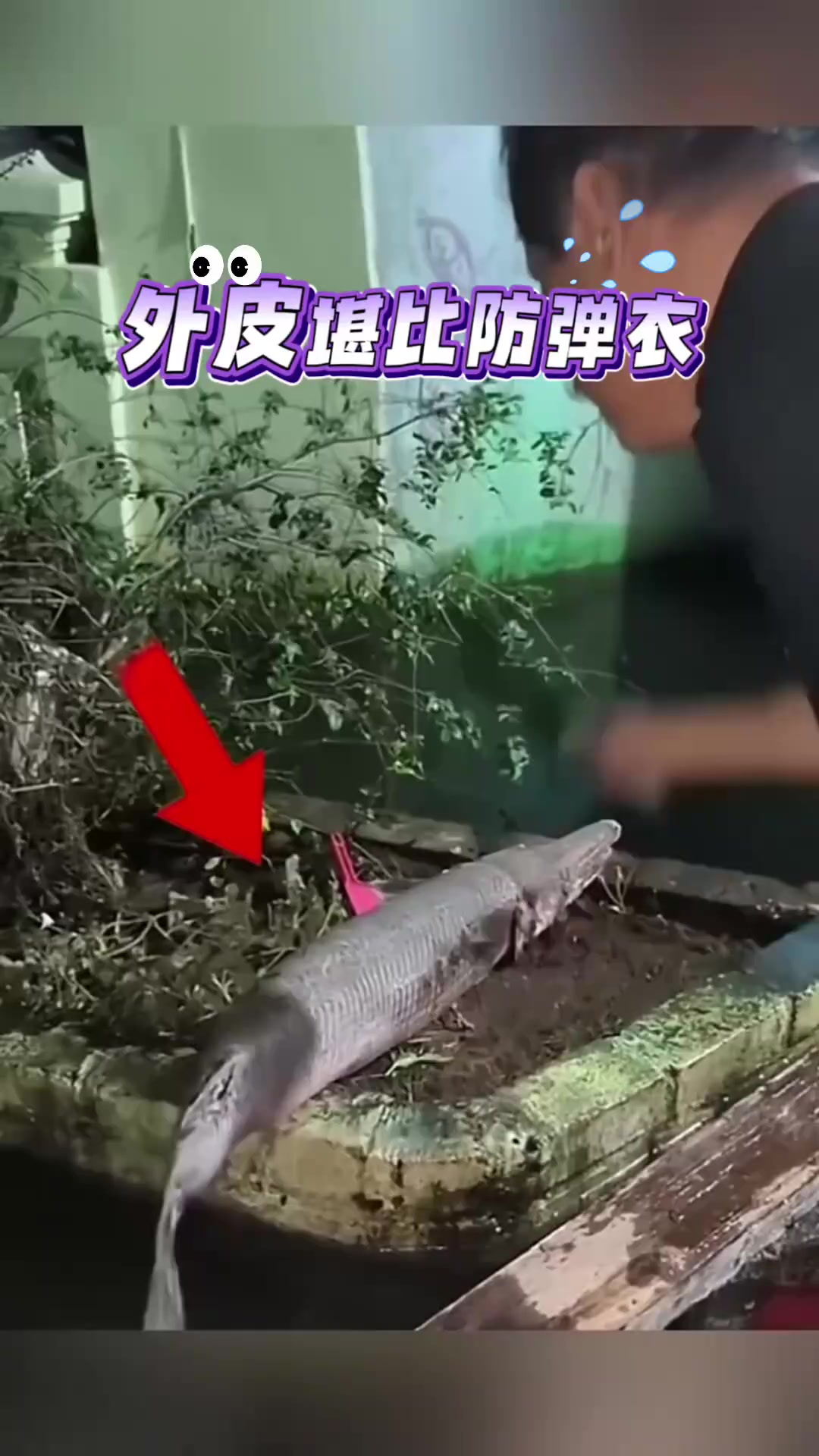 外皮堪比防弹衣的鱼